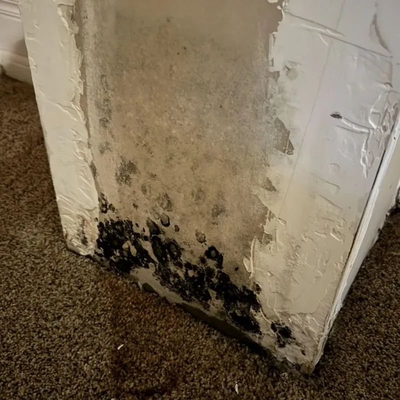 Professional Mold Removal in Mound Bayou, MS